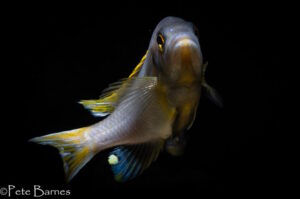 Metriaclima lanisticola 'Mazinzi Reef'